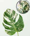 Monstera variegata CW