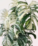 Monstera variegata