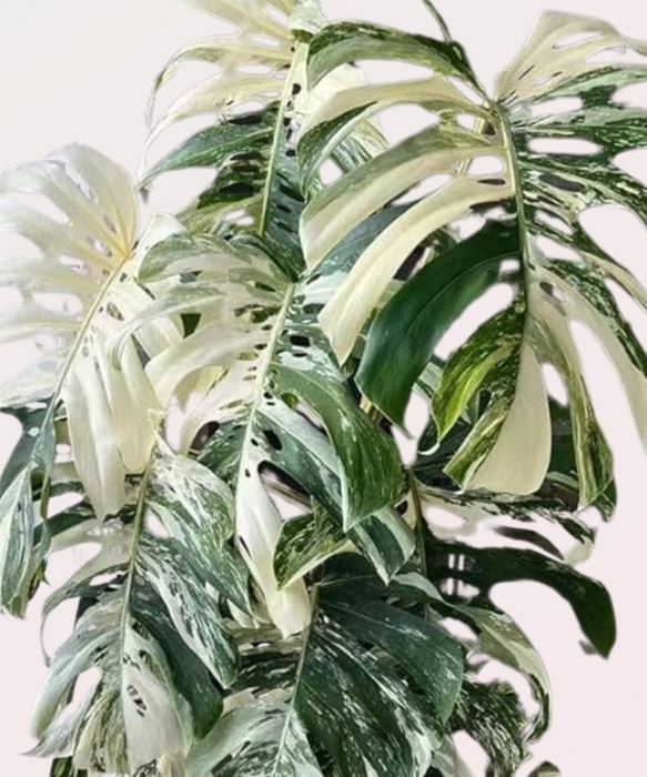 Monstera variegata