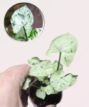 Syngonium Grey Ghost Compact - S