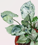Syngonium Grey Ghost Compact