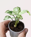 Syngonium Grey Ghost Compact S