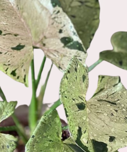 Syngonium Grey Ghost Compact - S