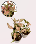 Syngonium 1510 - S
