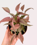 Syngonium 1510