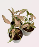 Syngonium 1510 - S