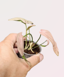Syngonium 1510 - S