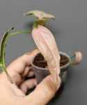 Syngonium 1510 - S