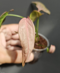 Syngonium 1510 - S