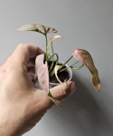 Syngonium 1510 - S
