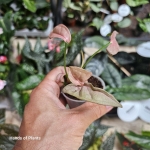 Syngonium-1510 S