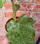 Philodendron Paraiso Verde - M