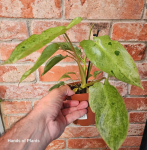 Philodendron Paraiso Verde - M