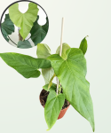 Anthurium Balaoanum - L