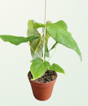 Anthurium Balaoanum - L