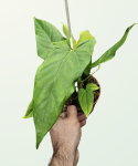 Anthurium Balaoanum - L