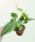 Anthurium Balaoanum - L