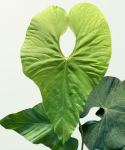 Anthurium Balaoanum