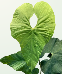 Anthurium Balaoanum - L