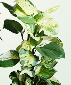 Epipremnum Manjula Golden - CW