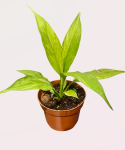 Spathiphyllum Sensation variegata - M