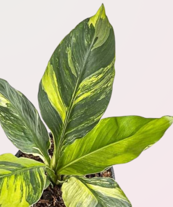Spathiphyllum Sensation variegata - M