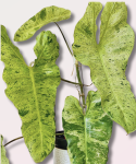 Philodendron Paraiso Verde dorosła roślina