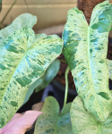 Philodendron Paraiso Verde dorosła roślina