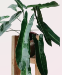Philodendron spiritus sancti - dorosła roślina