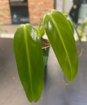 Philodendron spiritus sancti - M