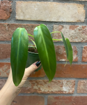 Philodendron spiritus sancti - M