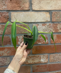 Philodendron spiritus sancti - M