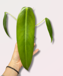 Philodendron spiritus sancti - M