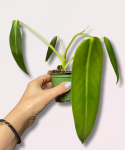 Philodendron spiritus sancti - M