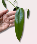 Philodendron spiritus sancti - M