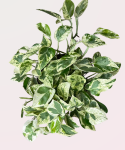 Epipremnum Pearls and Jade
