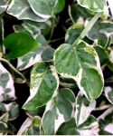 Epipremnum Pearls and Jade