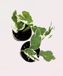 Epipremnum Pearls and Jade - S