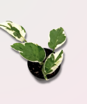 Epipremnum Pearls and Jade - S