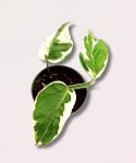 Epipremnum Pearls and Jade - S