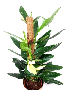 Monstera standleyana variegata / Philodendron cobra - cięty węzeł