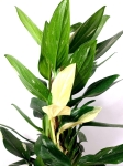 Monstera standleyana - starsza roślina