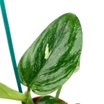 Monstera standleyana - liść
