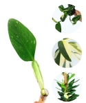 Monstera standleyana - cięty węzeł
