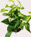 Epipremnum pinn. N'Joy Gold