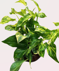Epipremnum pinn. N'Joy Gold - S