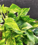 Epipremnum pinn. N'Joy Gold