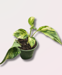 Epipremnum pinn. N'Joy Gold - S