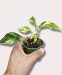 Epipremnum pinn. N'Joy Gold - S