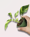 Epipremnum pinn. N'Joy Gold - S